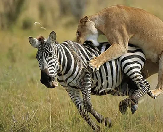 4 Days Mount Kenya Chogoria (Ascend) – Sirimon (Descent) Route