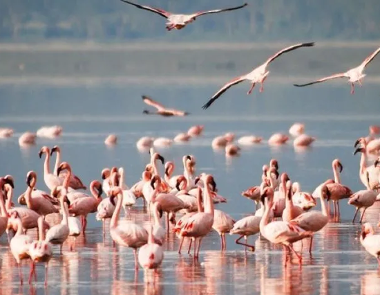 4 Days Masai Mara / Lake Nakuru Camping Safari